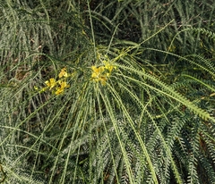 Parkinsonia