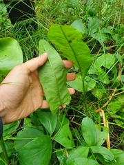 Rumex aquaticus