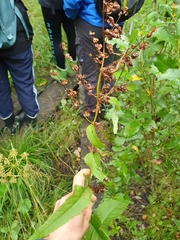 Rumex aquaticus