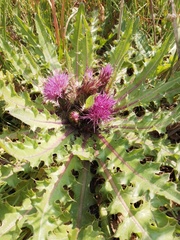 Cirsium acaule