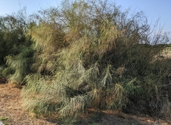 Parkinsonia