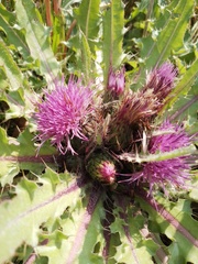 Cirsium acaule