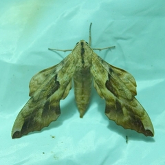 Phyllosphingia dissimilis