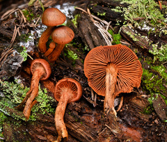 Cortinarius malicorius