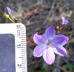 Chamaescilla corymbosa