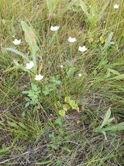 Parnassia palustris