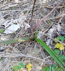 Chamaescilla corymbosa