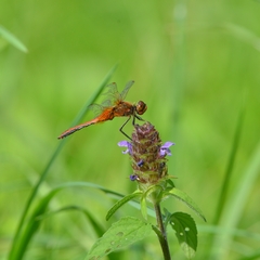 Sympetrum flaveolum