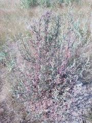 Chenopodium betaceum