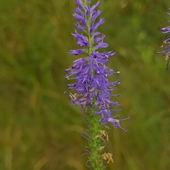 Veronica spicata