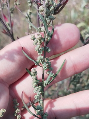 Chenopodium betaceum