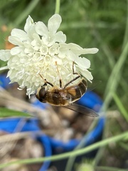 Eristalis pertinax