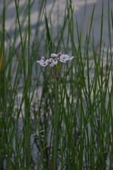 Butomus umbellatus