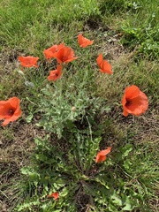 Papaver