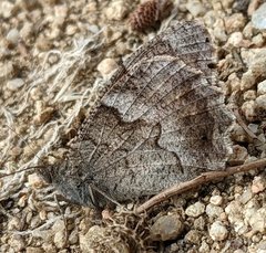 Hipparchia statilinus