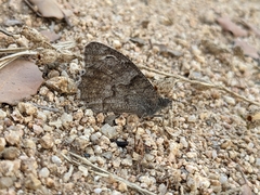 Hipparchia statilinus