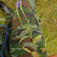 Veronica spicata