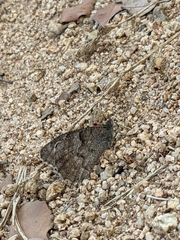 Hipparchia statilinus