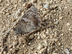 Hipparchia statilinus