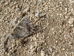 Hipparchia statilinus