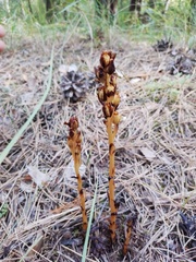 Monotropa hypopitys