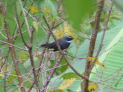 Rhipidura albicollis