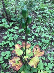 Cardiocrinum cordatum