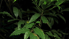 Ardisia virens