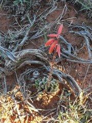 Aloe humilis