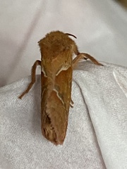 Triodia sylvina