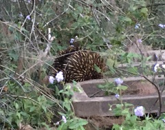 Tachyglossus aculeatus
