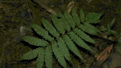 Woodwardia japonica