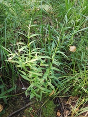 Epilobium palustre