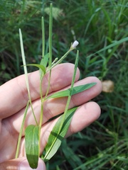 Epilobium palustre