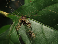 Ophiocordyceps humbertii