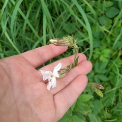 Silene latifolia alba