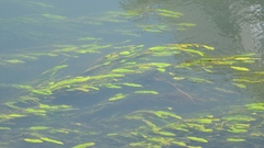 Potamogeton