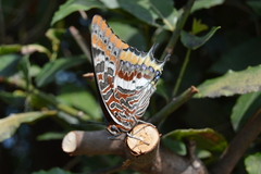 Charaxes jasius