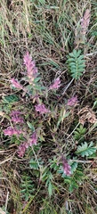 Odontites vulgaris