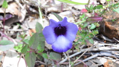 Torenia asiatica
