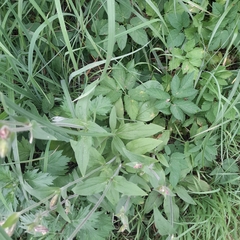 Silene latifolia alba