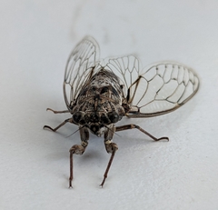 Cicada