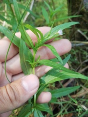 Epilobium palustre