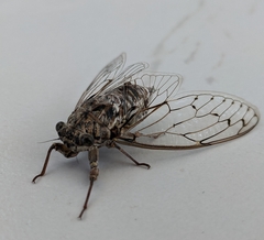 Cicada