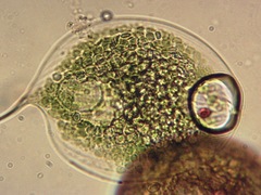 Phacus gigas