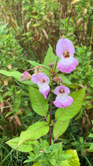 Impatiens glandulifera