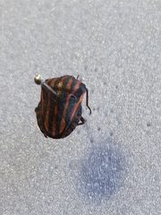 Graphosoma italicum