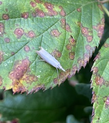 Agriphila straminella