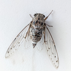 Cicada