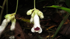 Gesneriaceae